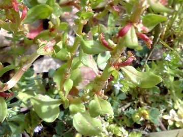 Rumex bucephalophorus